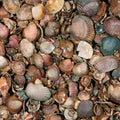 Schelpen Schoongewassen MB (350kg)