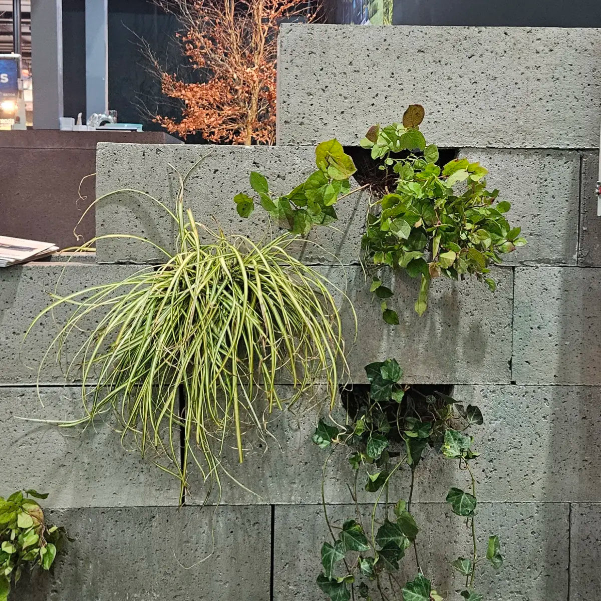 Schellevis Oudhollands Groenwand beplanting Grijs 100x20x20