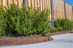 Flexline Corten 10cm L=220cm
Incl. 3 verzinkte pennen 35cm