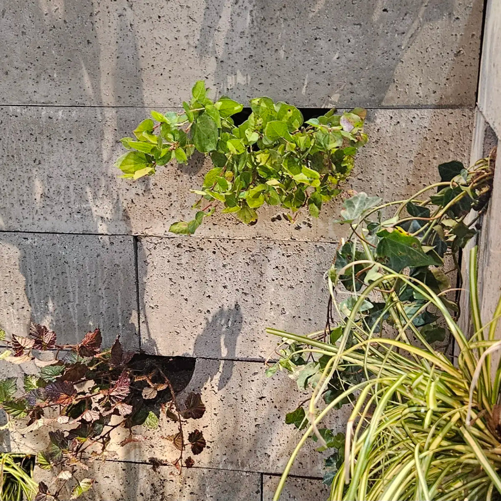 Schellevis Oudhollands Groenwand beplanting Grijs 100x20x20
