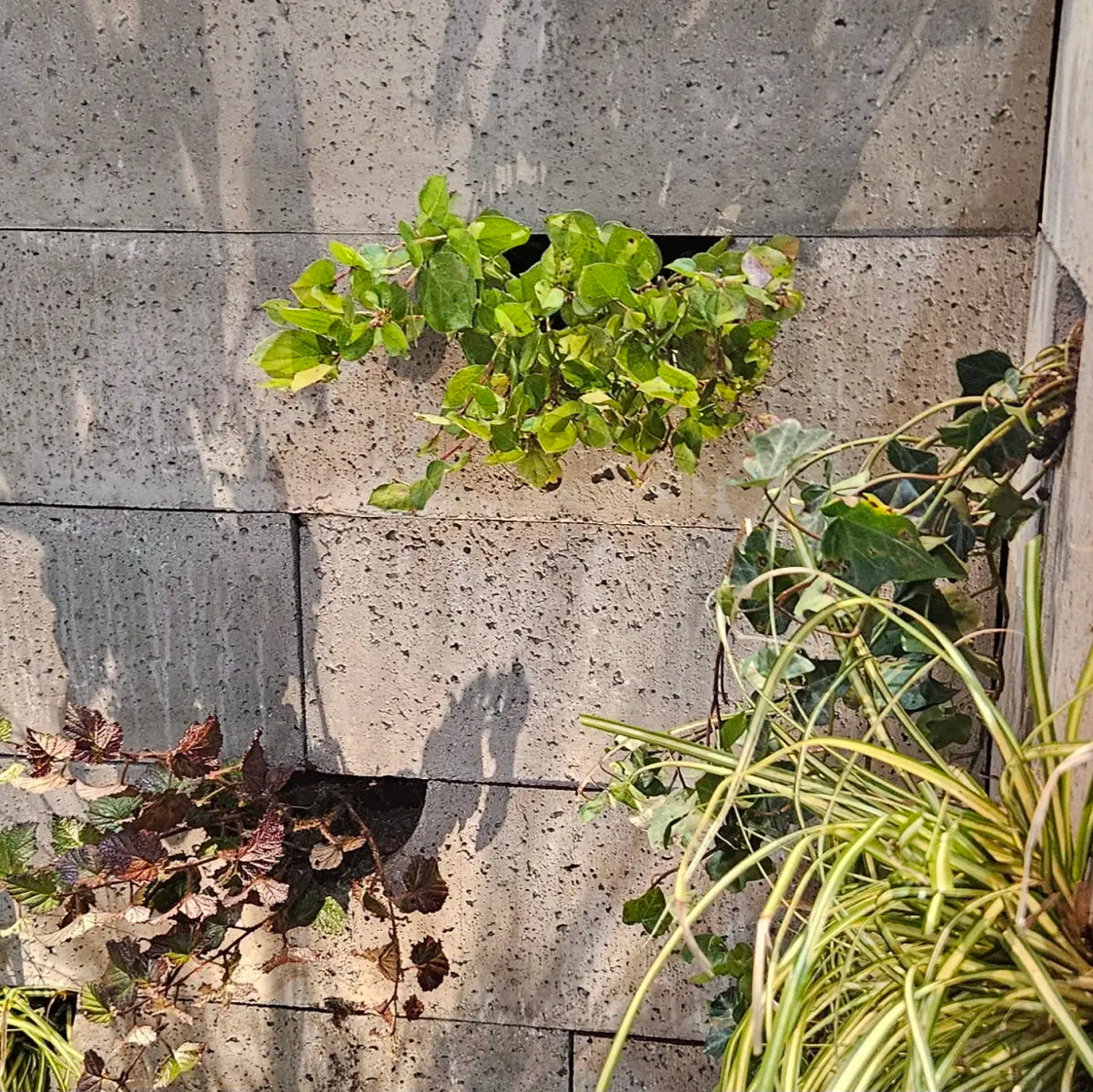 Schellevis Oudhollands Groenwand beplanting Grijs 100x20x20