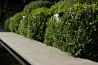 Bluestone Vijverrand 100x30x3 Primo