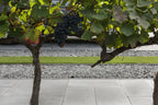 Tremico 6cm 30x60cm Antraciet