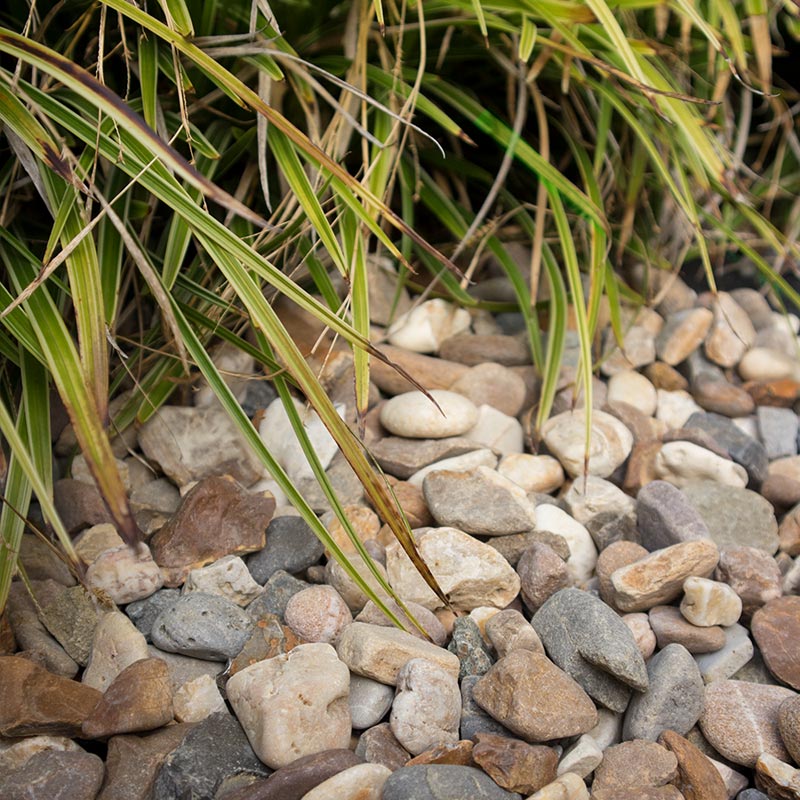 Maasgrind/ Boerengrind