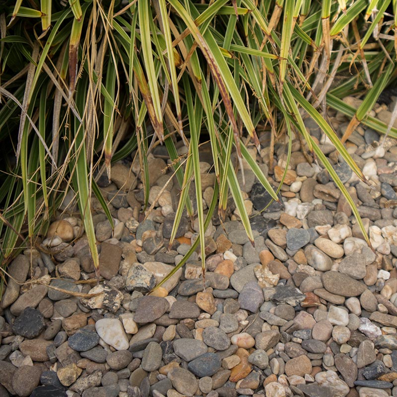 Maasgrind/ Boerengrind